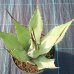 Agave americana (Agáva americká) - výška 20-30 cm, kont. C3L (-10°C) Agave americana (Agáva americká) - výška 20-30 cm, kont. C3L (-10°C)